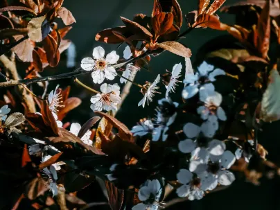 Kineko Casino App Mobile